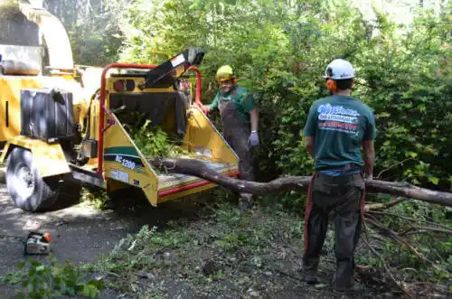 tree services Catalina